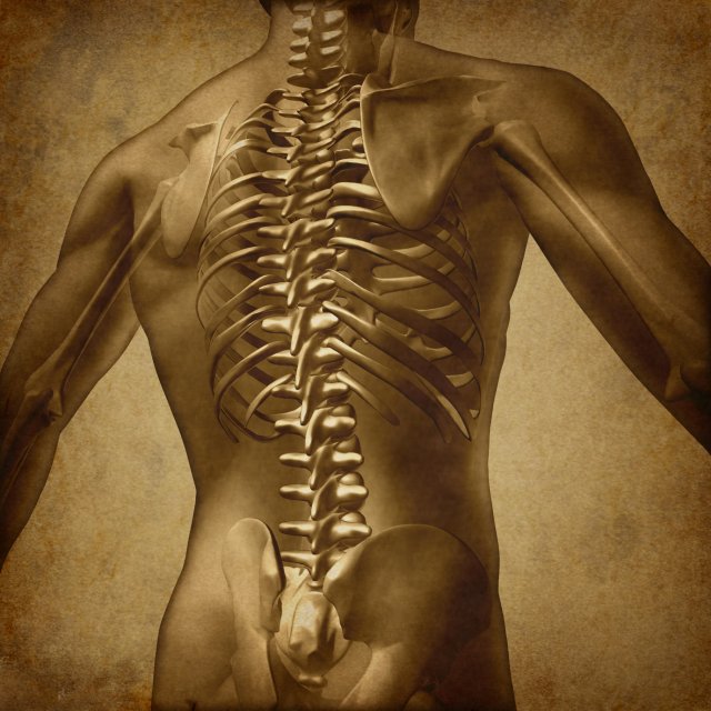 Menschlicher Rücken (Sepia) - © freshidea - Fotolia.com